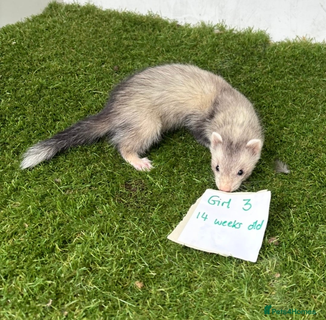 Ferret rodents for sale: Ready now Baby Micro ferrets - Image 5