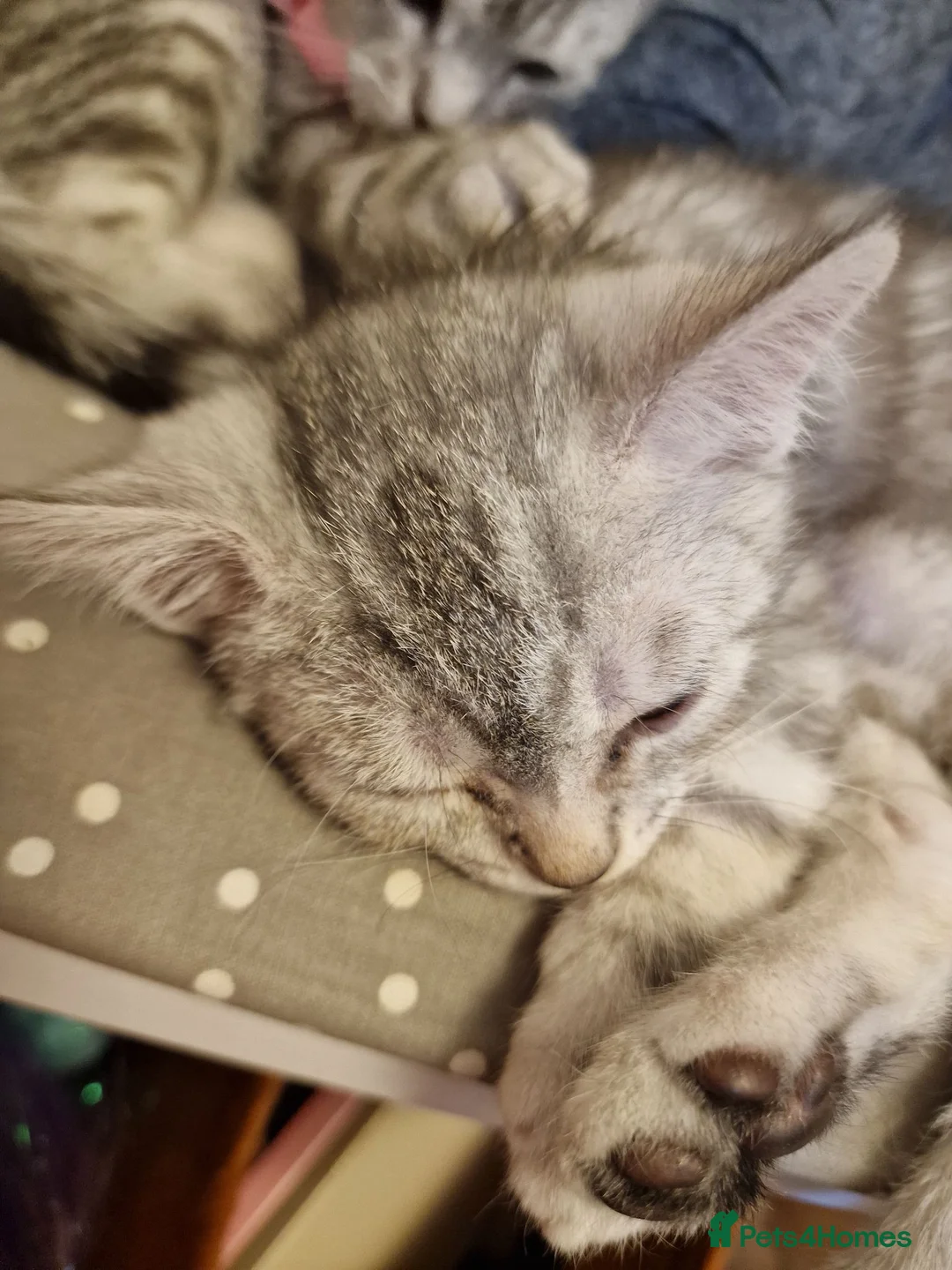 British Shorthair cats for sale: 2 Beautiful British Short-hair and X daddy kittens - Advert 2