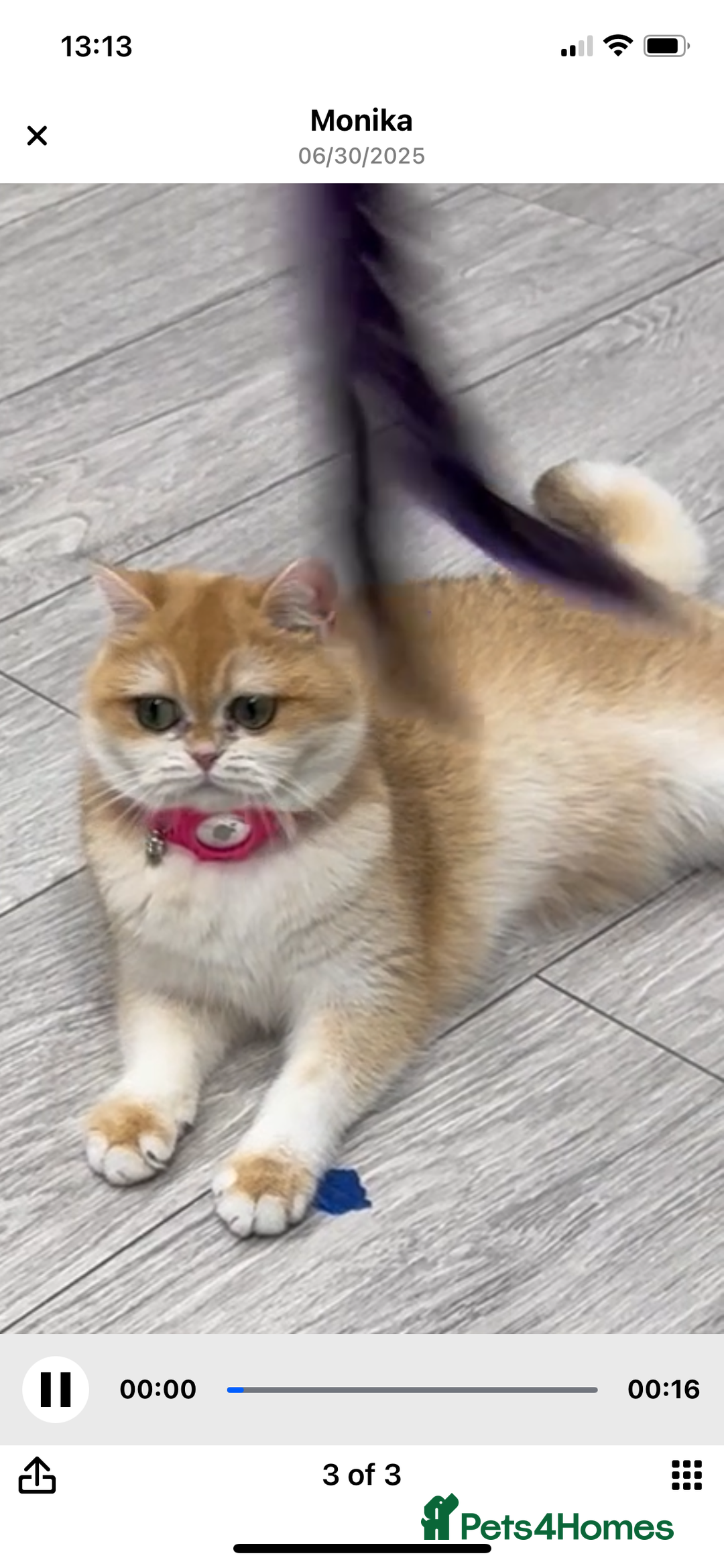 British Shorthair cats for sale: TICA & GCCF  Registered ACTIVE  Female Active  - Image 7