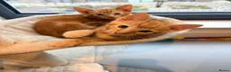 Bengal cats for sale: Two Gorgeous Ginger Kittens – Loving Homes 🐾 - Advert 2