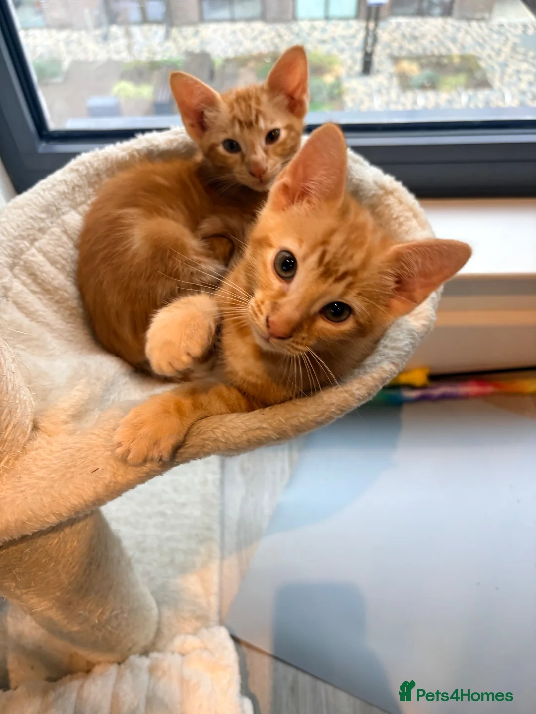 Bengal cats for sale: Two Gorgeous Ginger Kittens – Loving Homes 🐾 - Advert 2