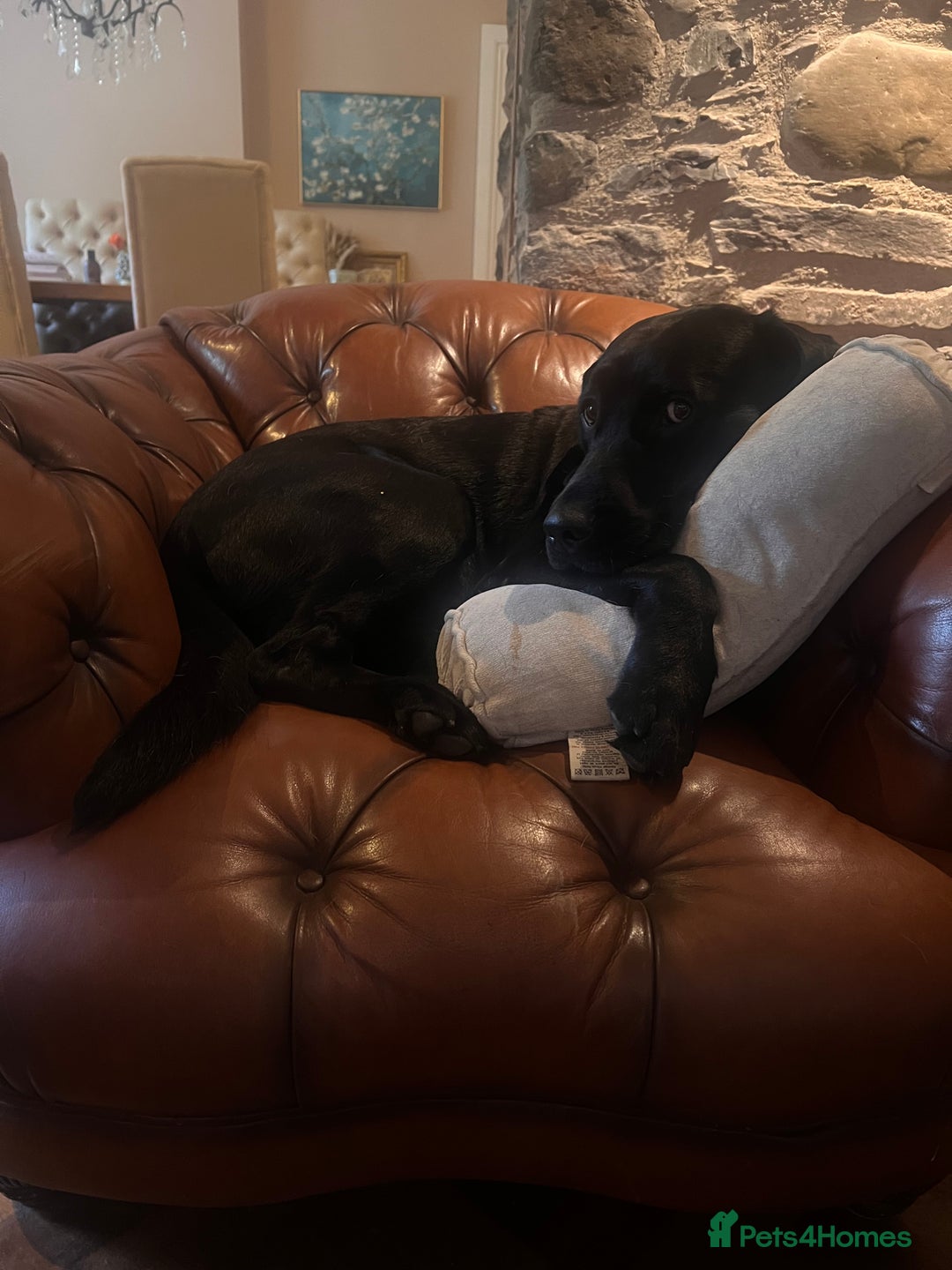 Labrador Retriever dogs for sale: Excellent Labrador pups (ready to leave oct 26th)  - Image 8