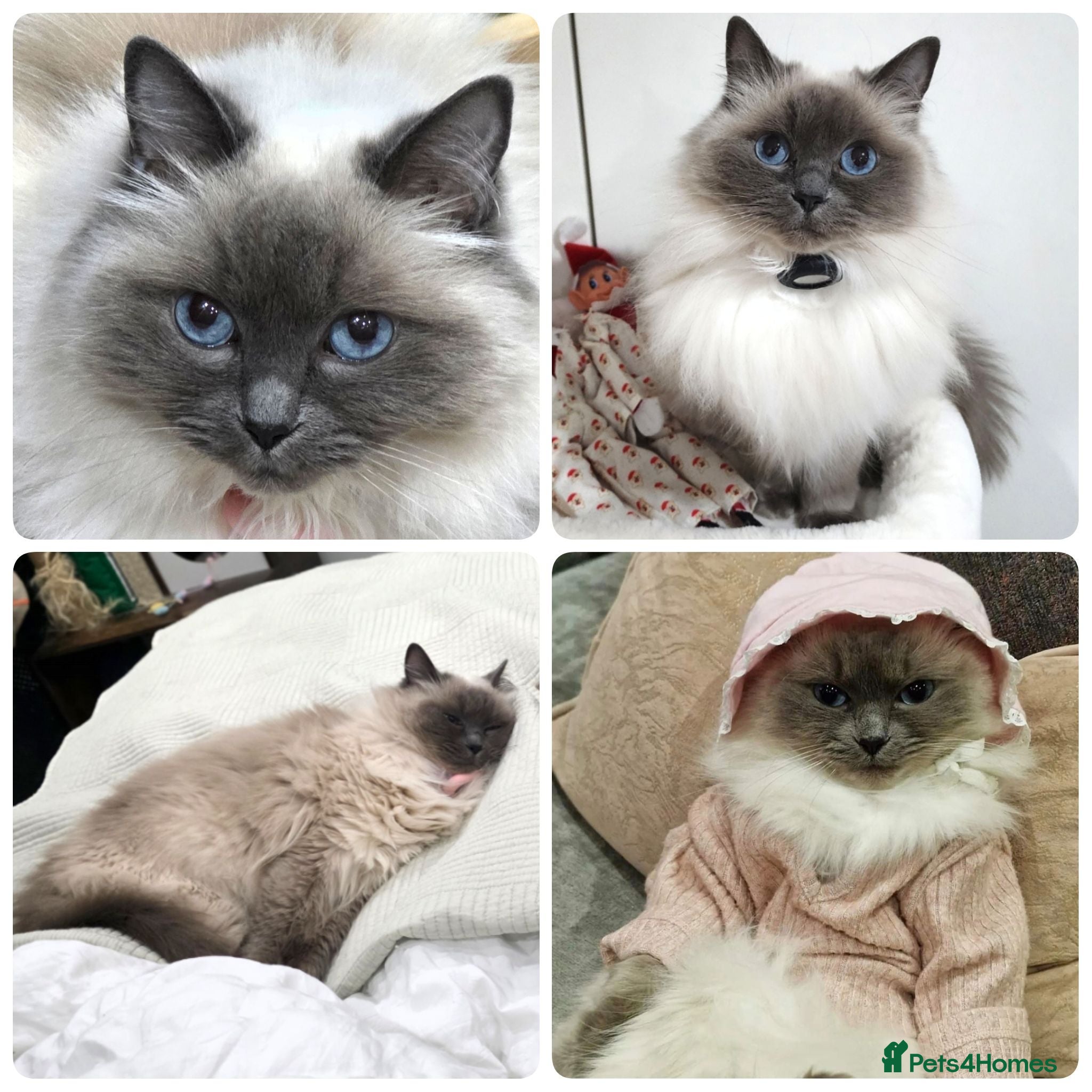 Ragdoll cats 🤍 Beautiful Indoor Ragdoll – Flossy 🤍 - Advert 2