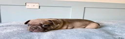 French Bulldog dogs for sale: 6 Adorable French Bulldog puppies - Advert 6