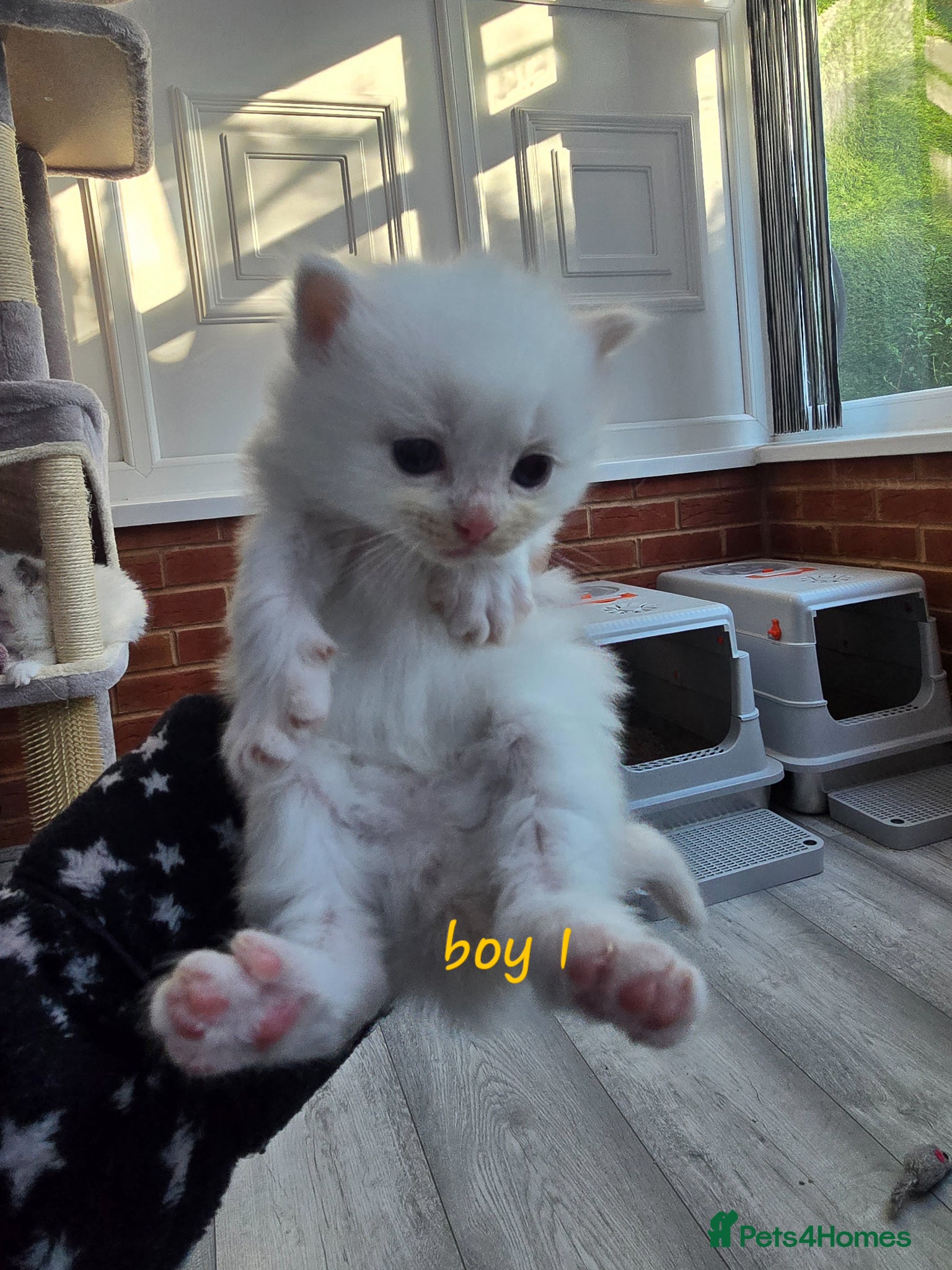 Ragdoll cats Stunning Cream & Tortie Ragdolls - Advert 10