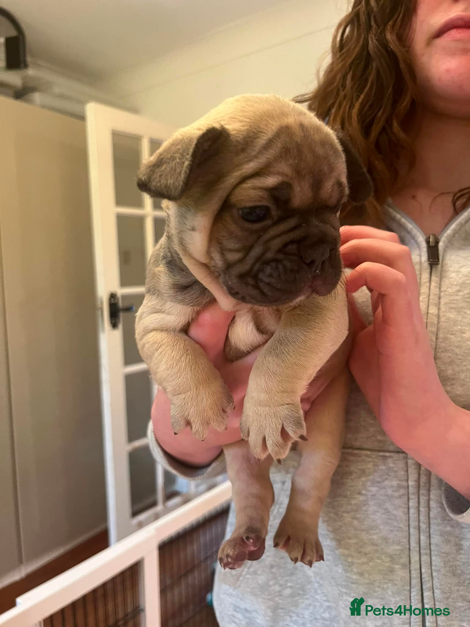 French Bulldog dogs French bulldog fluffy carriers last boy available  - Advert 1