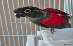 Conures birds for sale: Crimson Red Wing Conure female - Image 2
