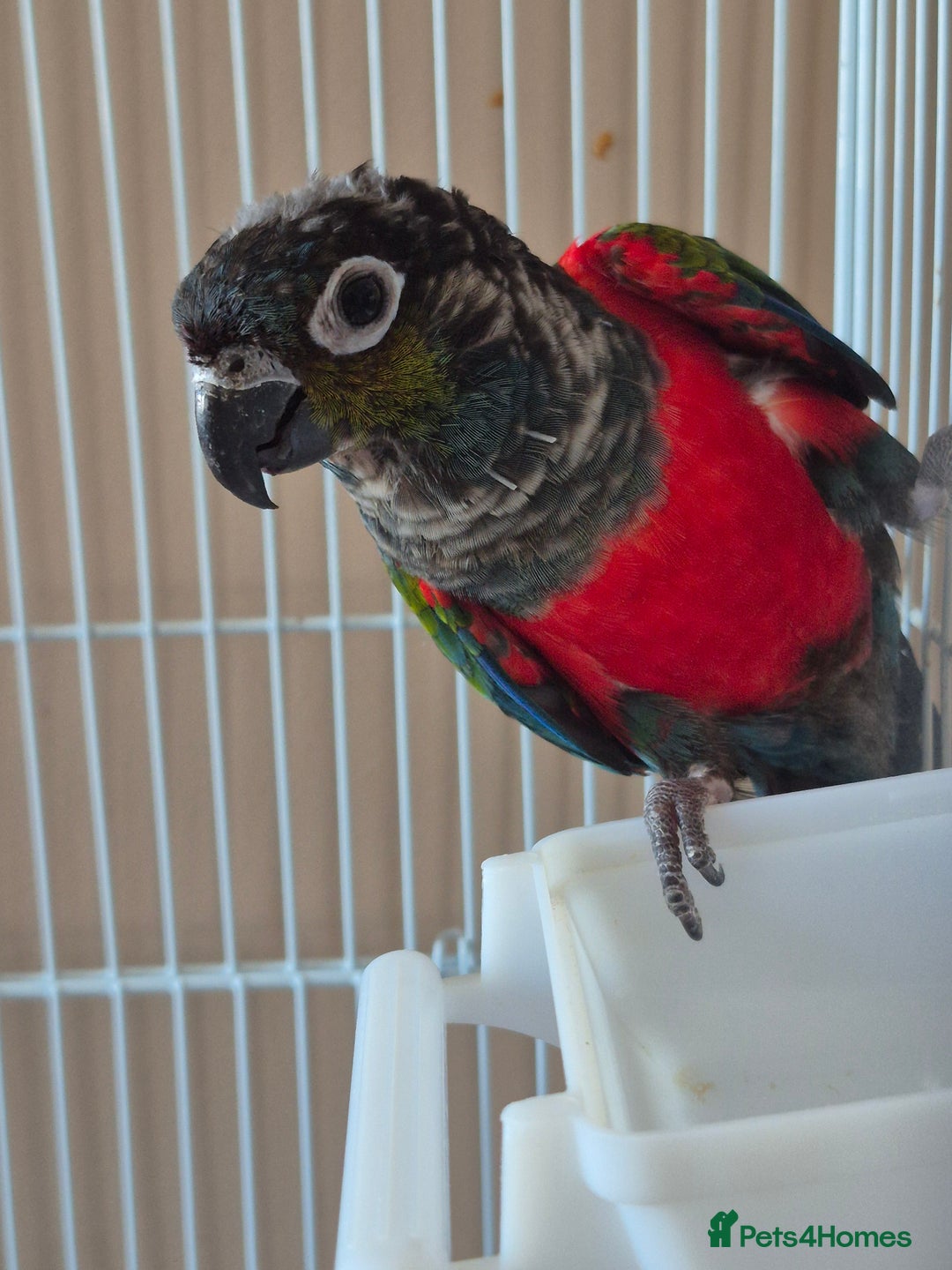 Conures birds for sale: Crimson Red Wing Conure female - Image 2