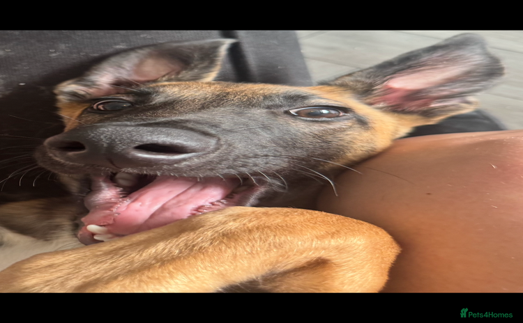 Mixed Breed dogs - Advert 1