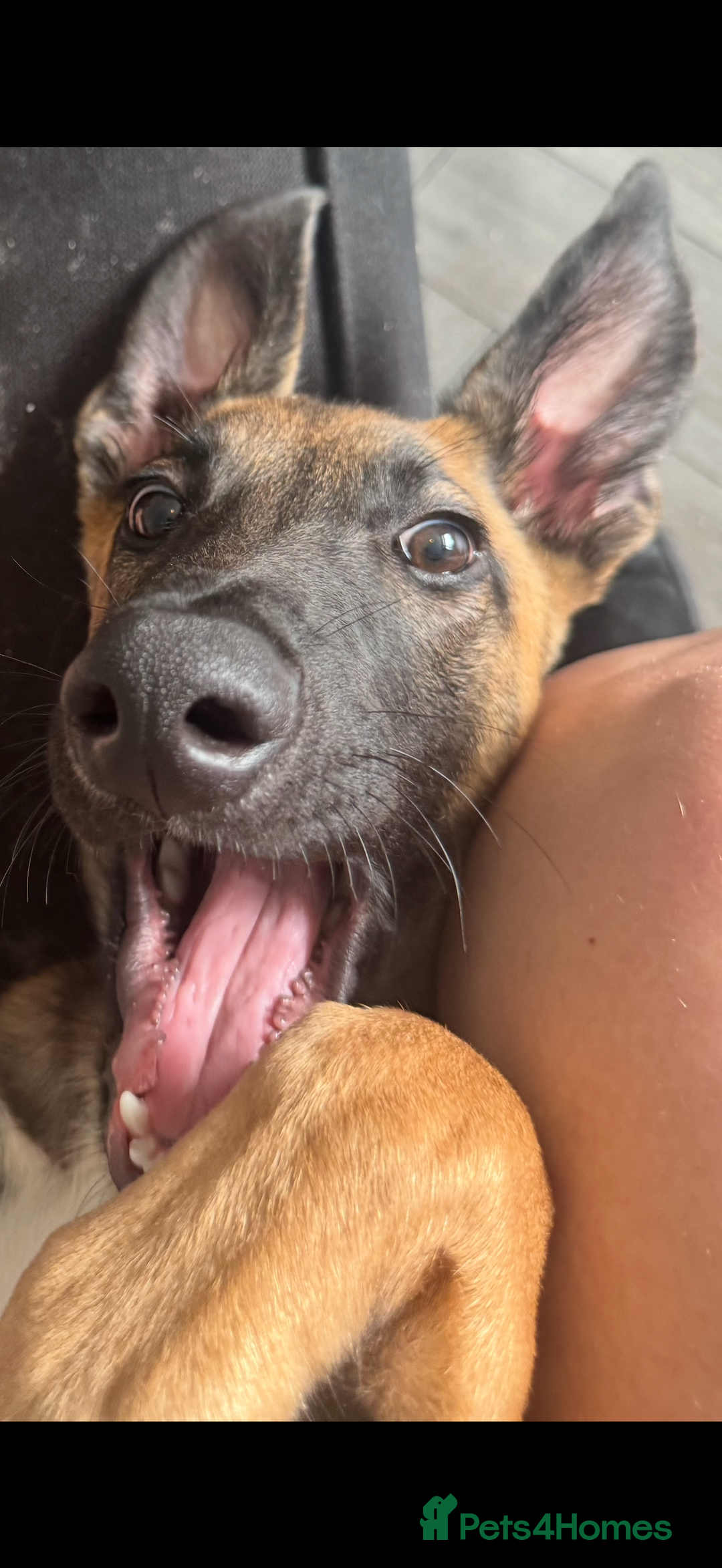 Mixed Breed dogs for sale: Belgian Malinois x lurcher  - Image 1