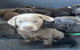 Labrador Retriever dogs for sale: Gorgeous KC Silver & Charcoal Labs - Image 18