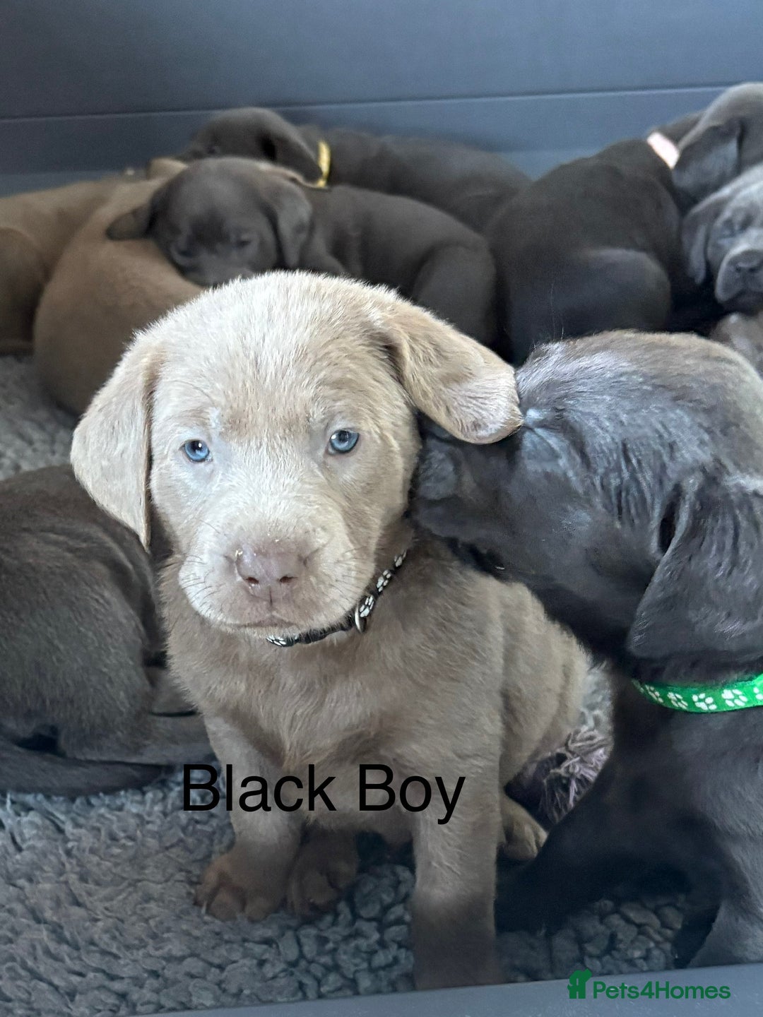 Labrador Retriever dogs for sale: Gorgeous KC Silver & Charcoal Labs - Image 18
