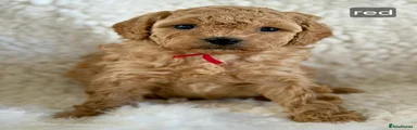 Red collar