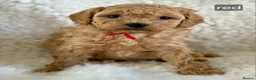 Maltipoo dogs for sale: Six beautiful Maltipoo puppies - Advert 11