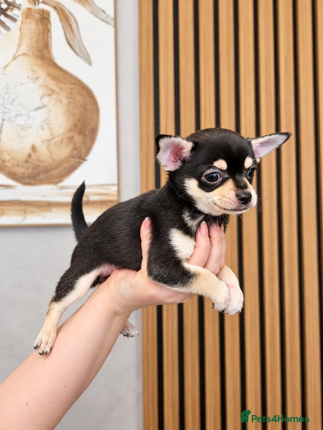 Chihuahua dogs for sale: READY TO GO.Beautiful Purebred Chihuahua Puppies🐾 - Advert 1