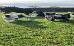 Border Collie dogs for sale: Adorable Border Collie pups for sale - Image 7