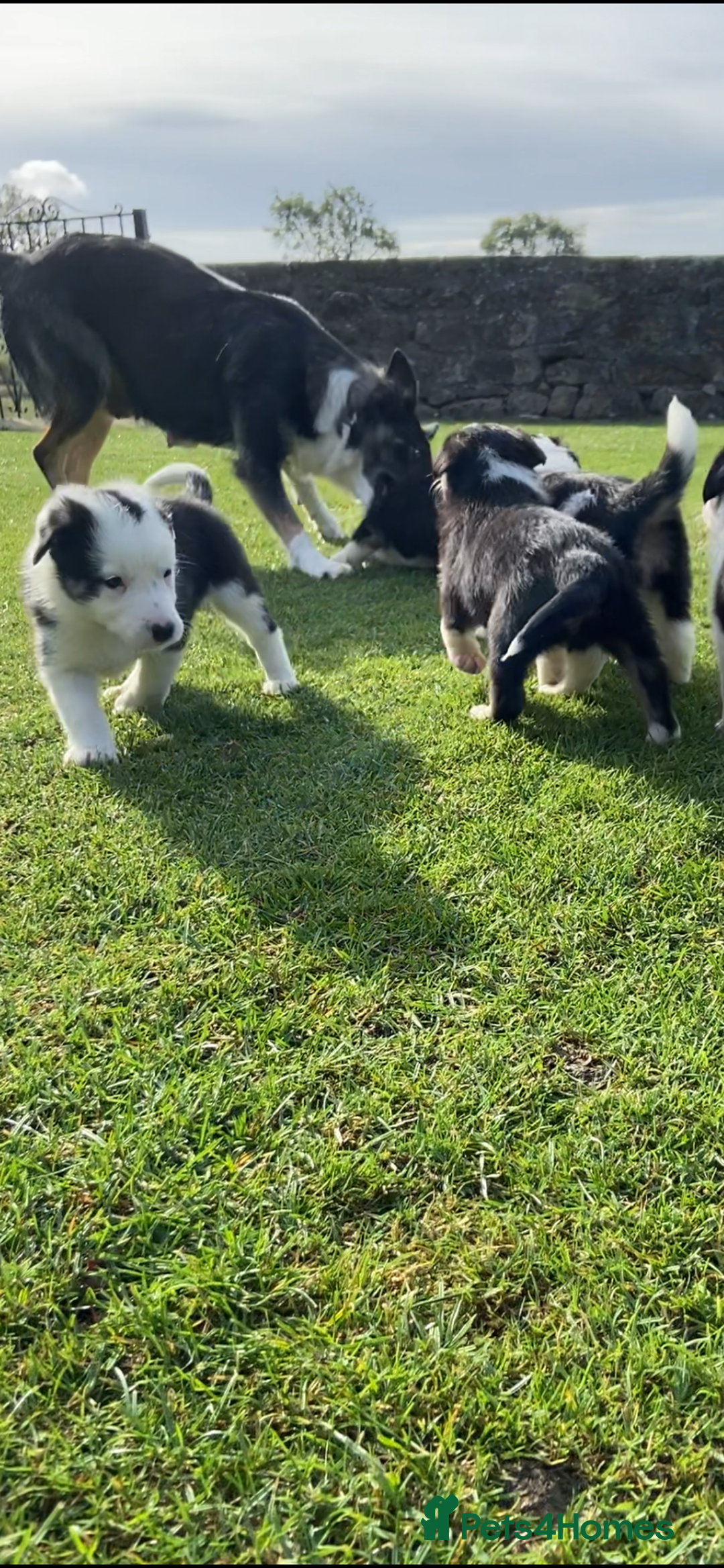 Border Collie dogs for sale: Adorable Border Collie pups for sale - Image 7