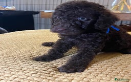 Cockapoo dogs for sale: Cockapoo puppies  - Image 38