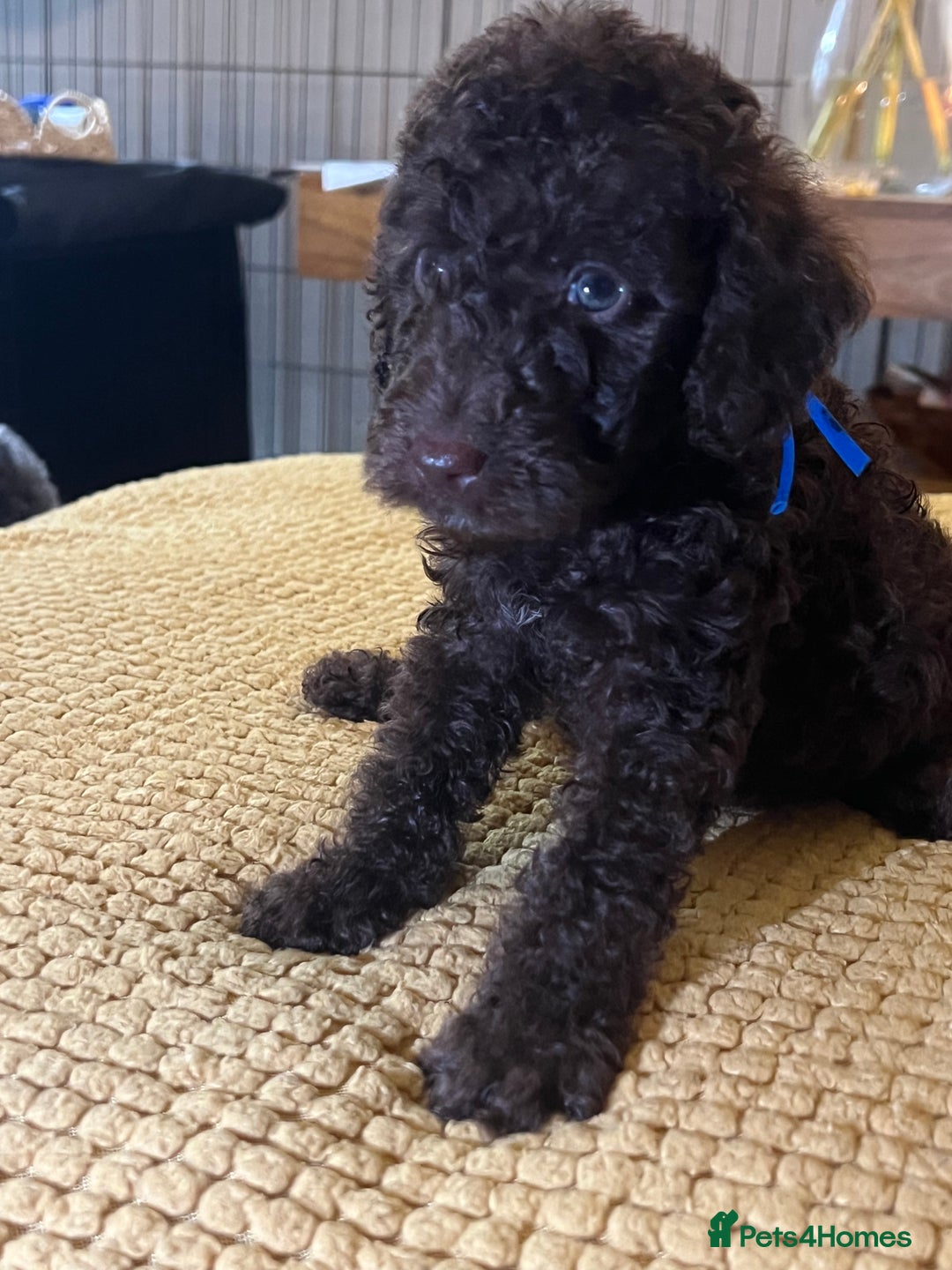 Cockapoo dogs for sale: Cockapoo puppies  - Image 38