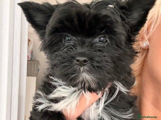 Yorkshire Terrier dogs 🐶🐶Black Yorkie ready to rehome 🐶🐶 - Advert 2