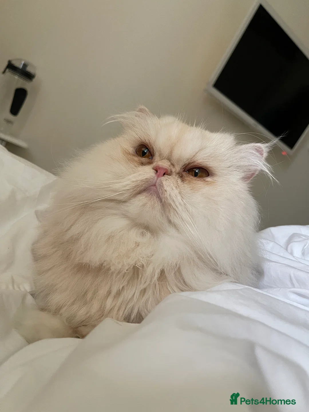 Persian cats for sale: GCCF 4-Year-Old Male Persian Cat - Neutered in London - Advert 4