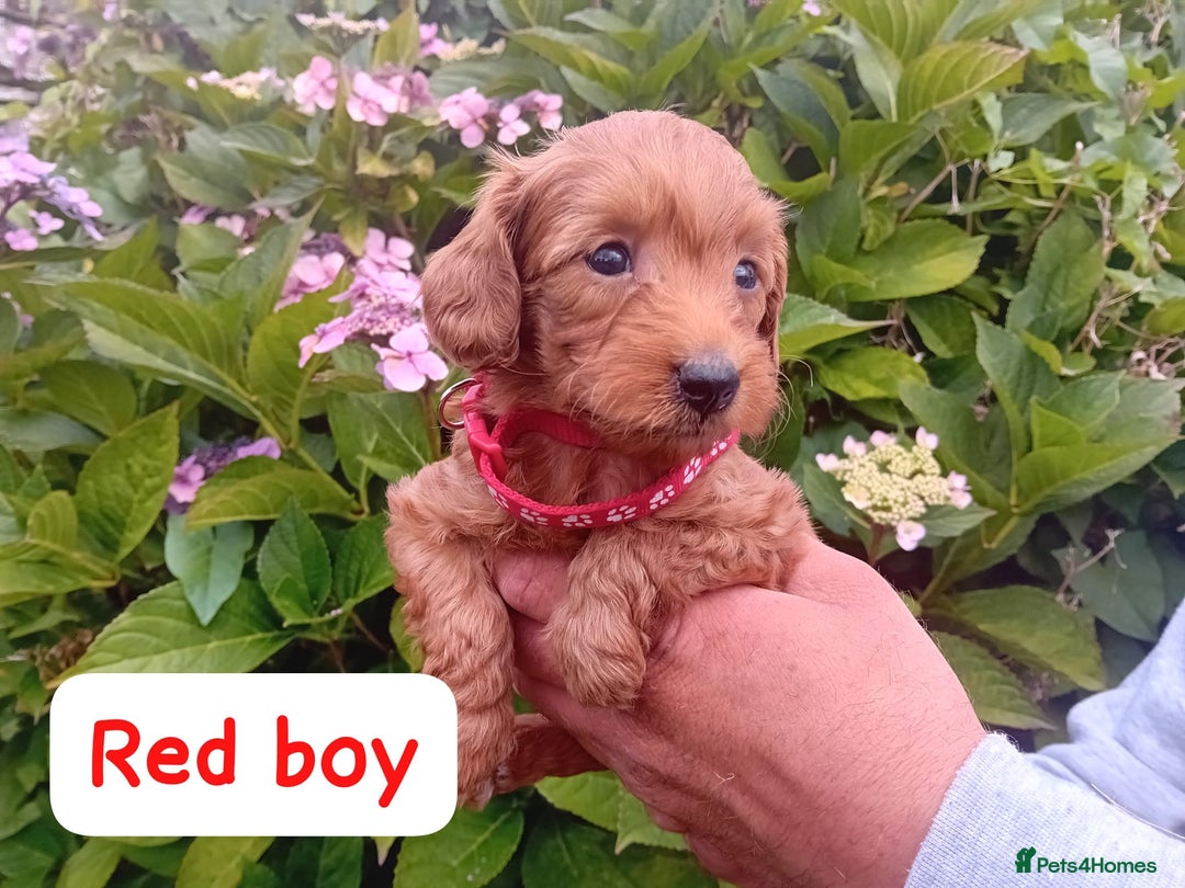 Goldendoodle dogs for sale: Stunning Miniature Goldendoodles - Image 13