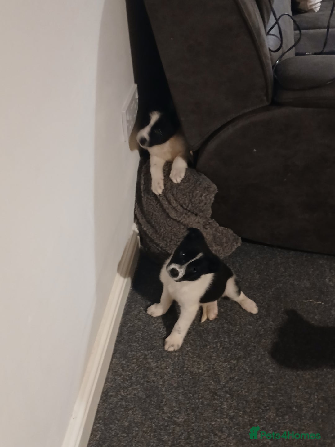 Border Collie dogs for sale: Border collie poppies  - Advert 10