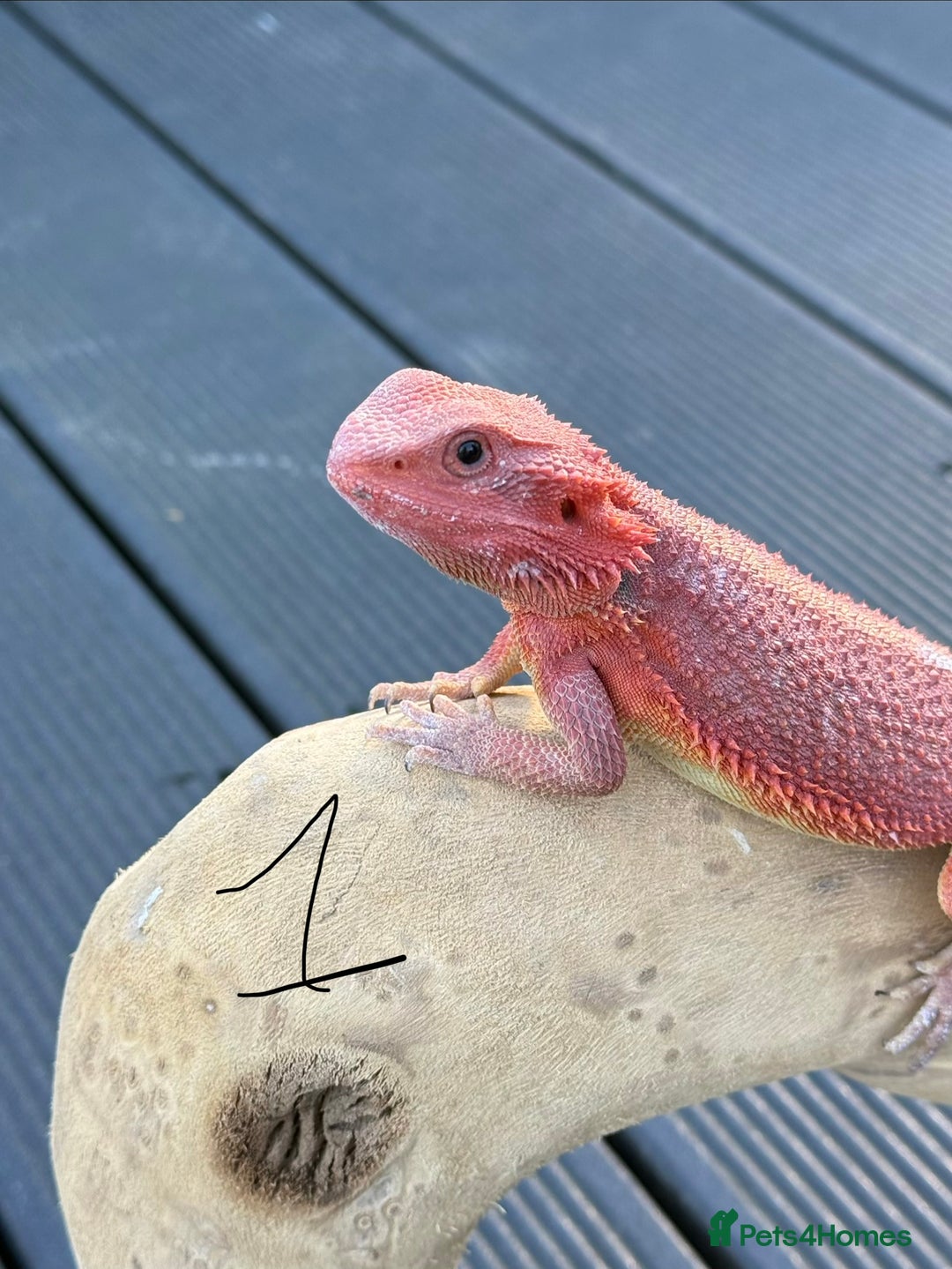 Bearded Dragon reptiles for sale: Bearded Dragon. Red Monster line - Advert 7