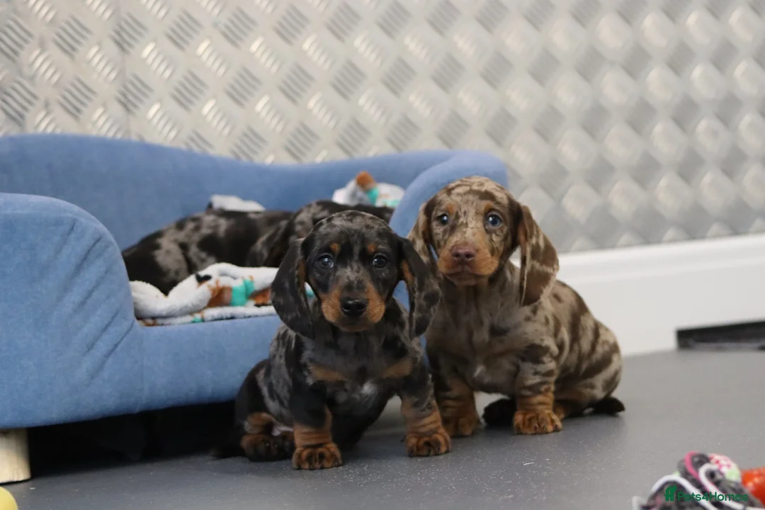 Miniature Dachshund dogs for sale: Beautiful Miniature Dachshund puppies for sale - Advert 25