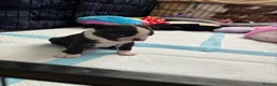Boston Terrier dogs for sale: Boston Terrier 💙💙💙💙 puppy boy  - Advert 11