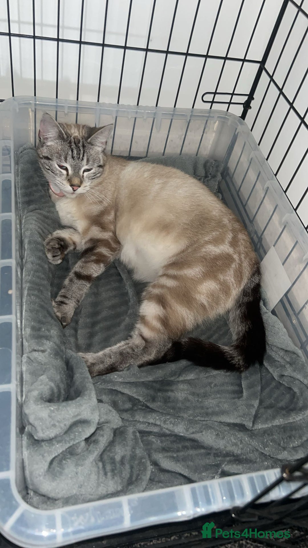 Bengal cats for sale: 7 bengal cross kittens  - Image 8