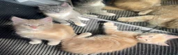 Mixed Breed cats for sale: 3/4 Maine Coon Polydactyl Kittens - Advert 4