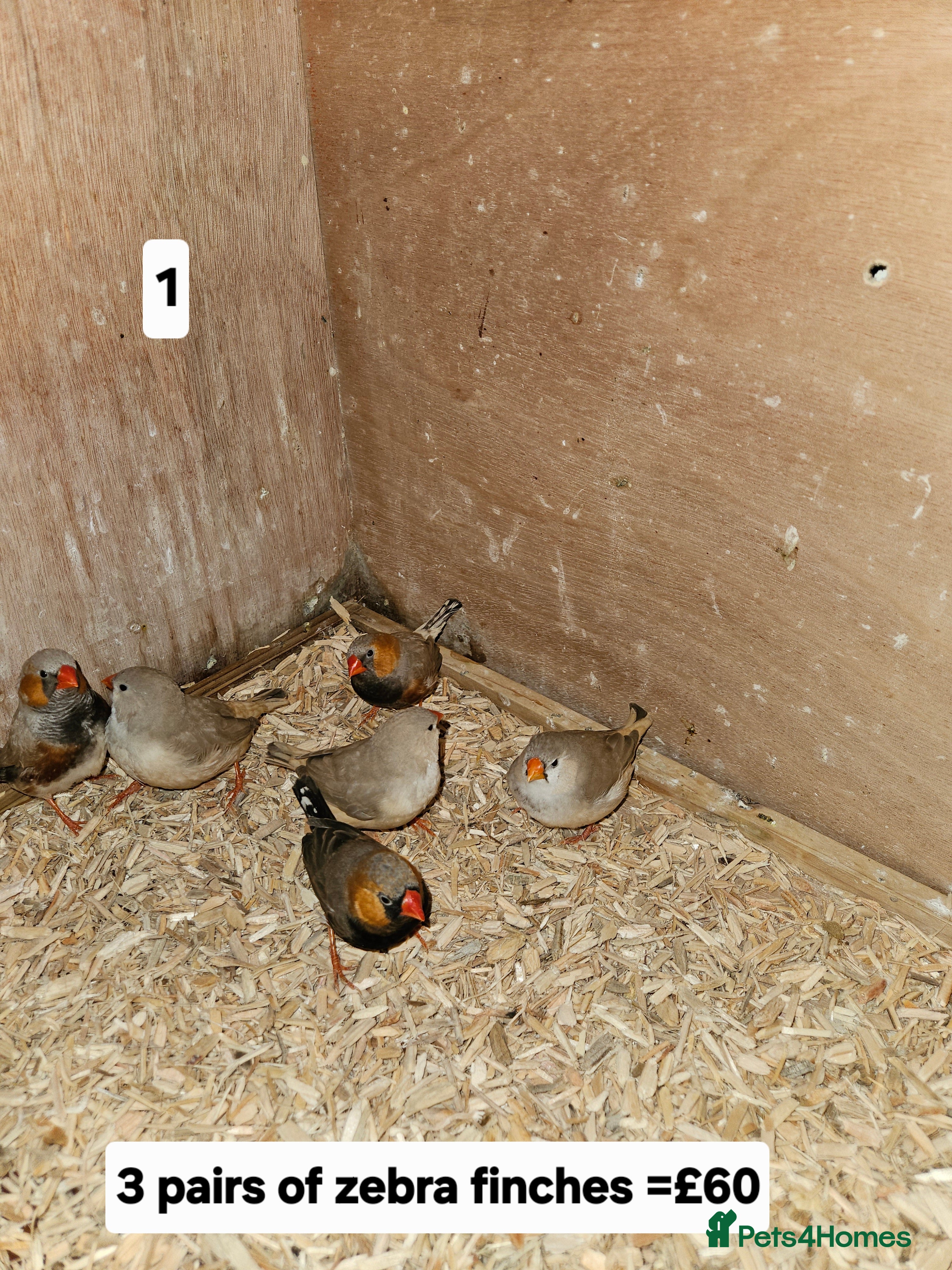 Finches birds Zebra finch   - Advert 3