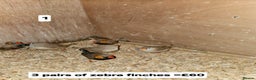 Finches birds for sale: Zebra finch   - Advert 1