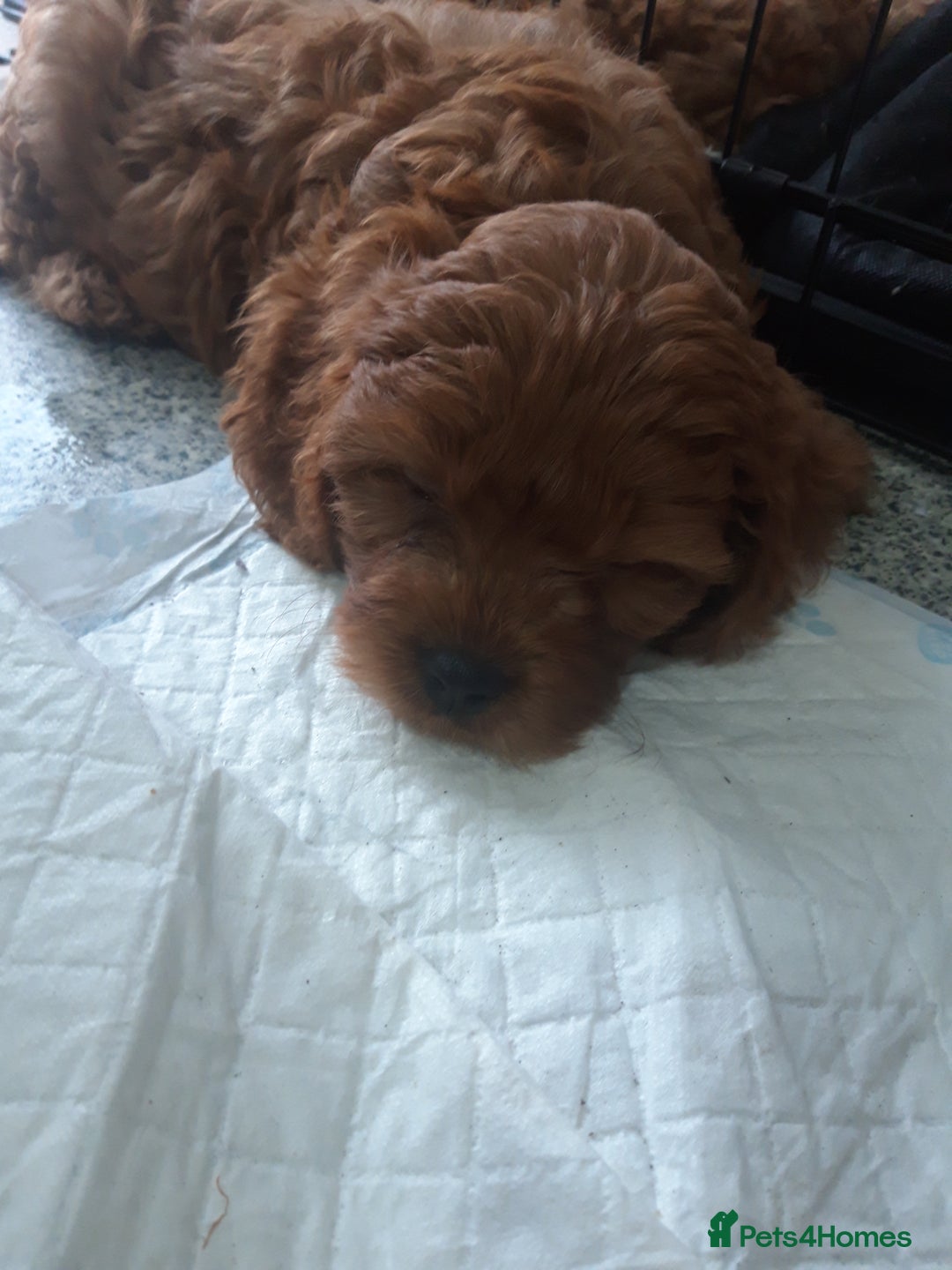 Cavapoo dogs for sale: Red cavapoo babies, both parent DNA tested - Image 19