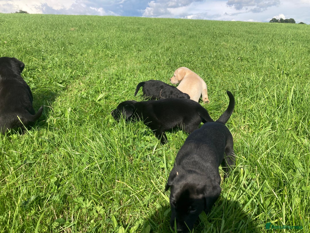 Labrador Retriever dogs for sale: Beautiful KC Reg Lab pups  - Image 24