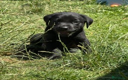 Labrador Retriever dogs for sale: 2 Beautiful female black lab READY TO LEAVE NOW!  in Tidworth - Image 23