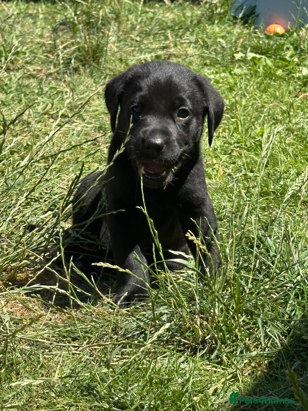 Labrador Retriever dogs for sale: 2 Beautiful female black lab READY TO LEAVE NOW!  in Tidworth - Image 23