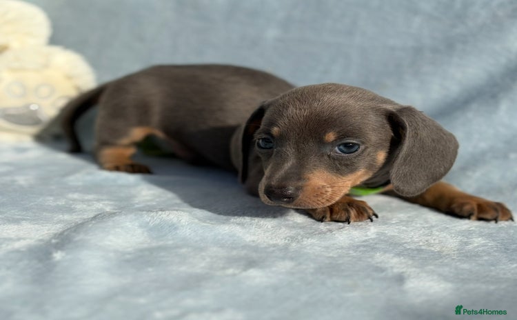 Miniature Dachshund dogs - Advert 5