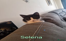 Maine Coon cats for sale: Maine Coon Cross  - Image 3