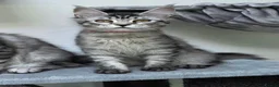 Maine Coon cats for sale: Maine Coon Kittens Fife Registered  - Advert 5