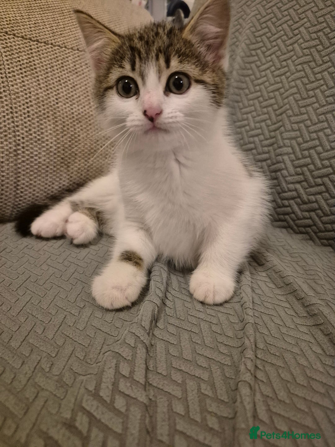 Mixed Breed cats for sale: Cute kitten for sale - Advert 1