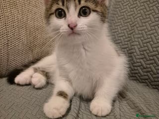 Mixed Breed cats Cute kitten for sale - Advert 4