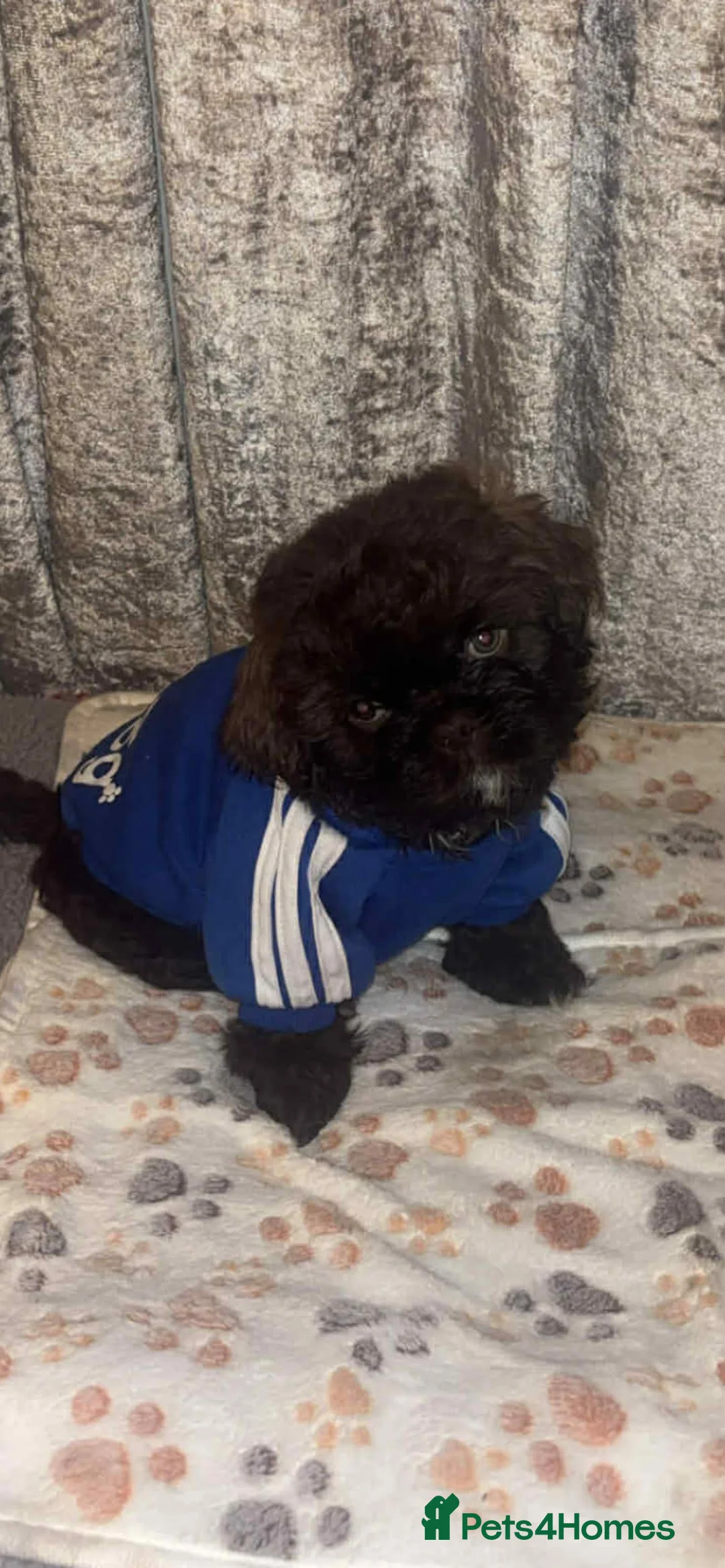 Shih Tzu dogs for sale: Shih Tzu Puppies For Sale - - Advert 2