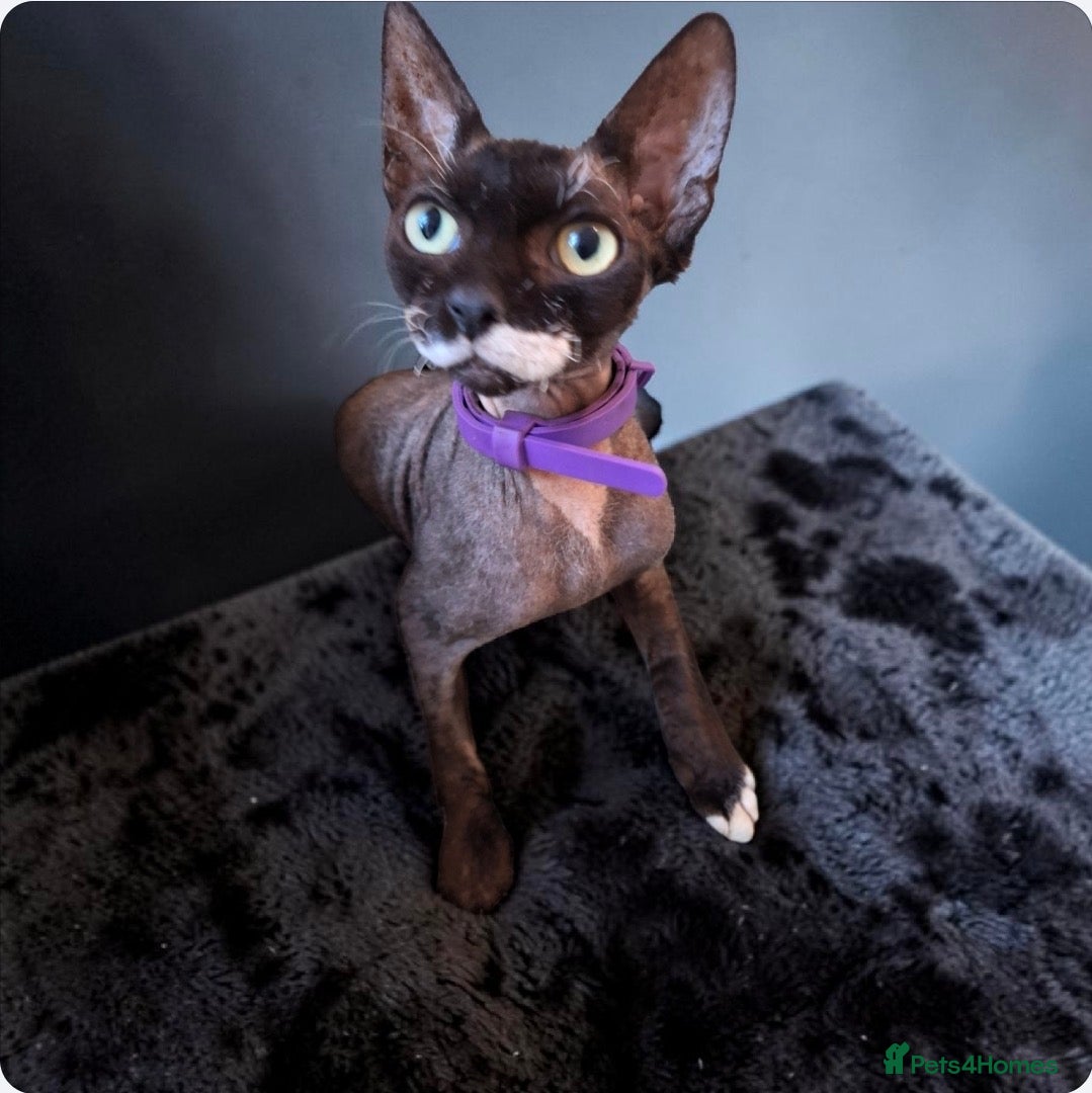 Sphynx cats Stunning Sphynx for rehoming   - Advert 1