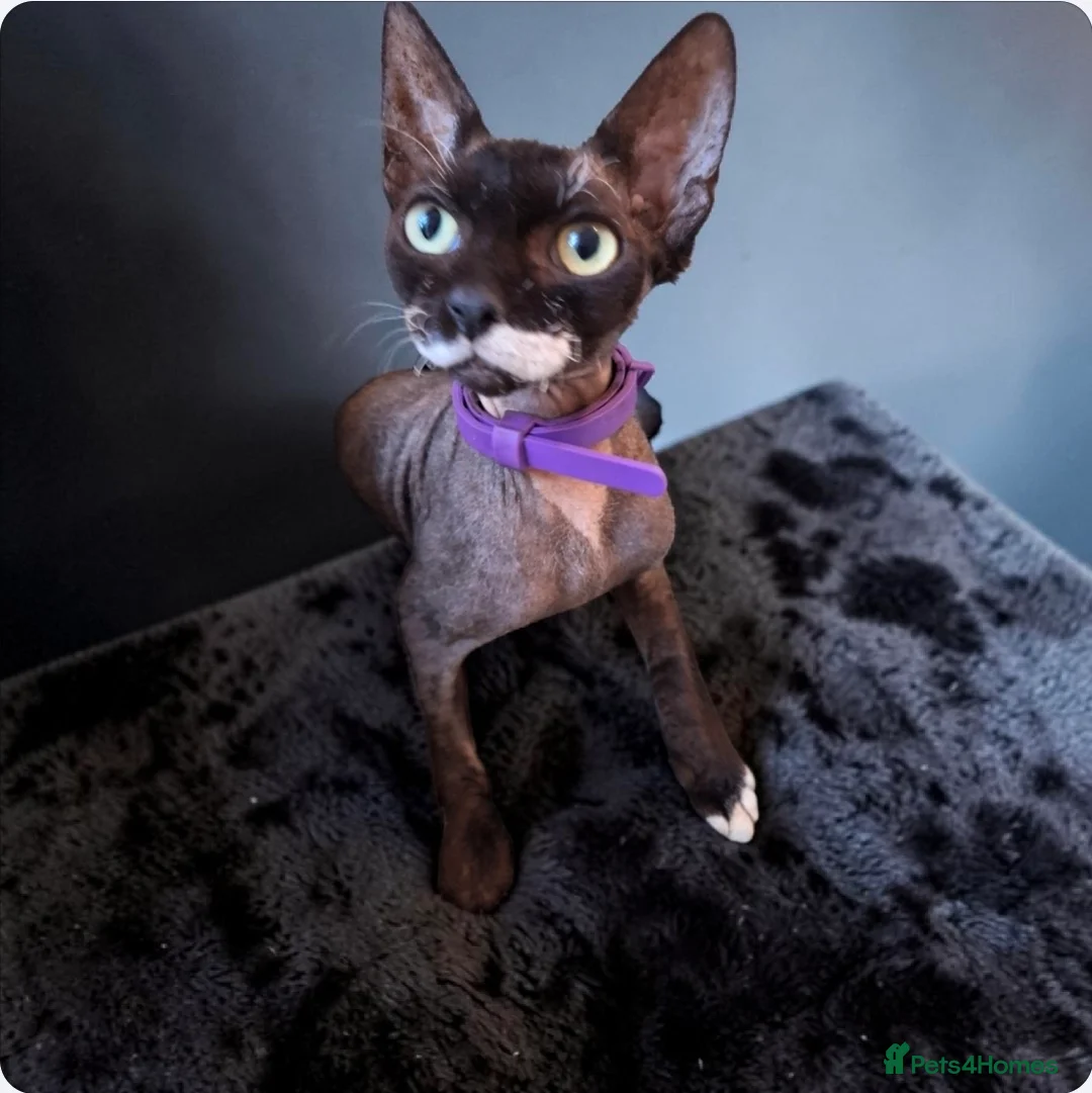 Sphynx cats for sale: Stunning Sphynx for rehoming   in Salford - Advert 1