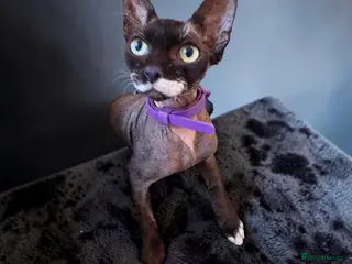 Sphynx cats Stunning Sphynx for rehoming - Advert 7