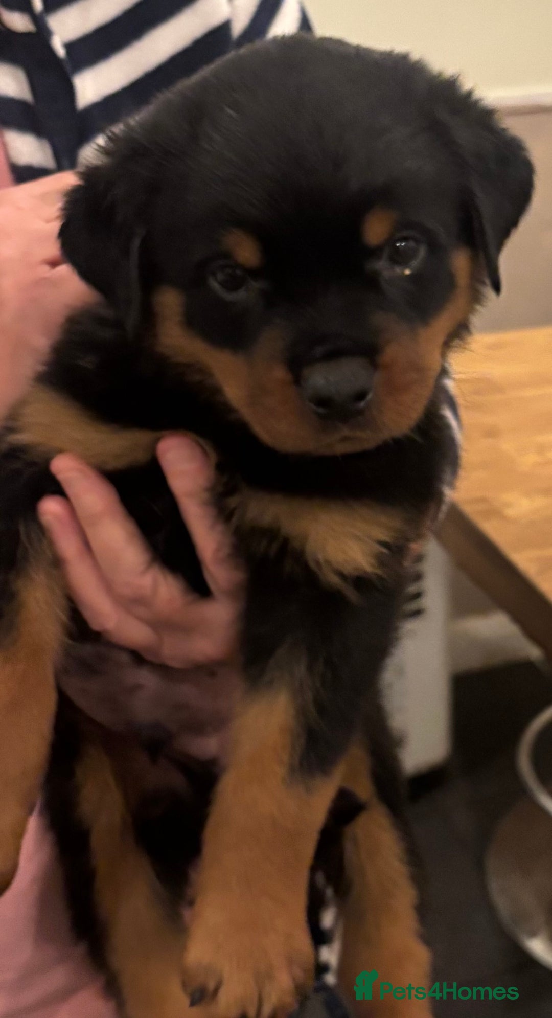 Rottweiler dogs for sale: Stunning KC Registered puppies  - Advert 4