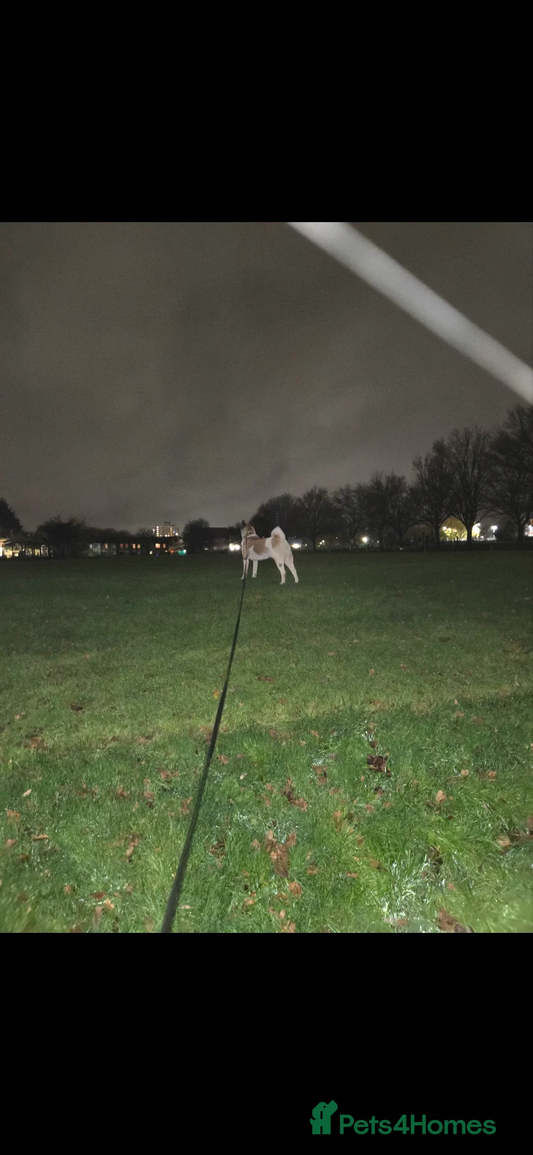 Akita dogs for sale: American Akita  in London - Advert 2