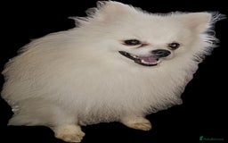 Pomeranian dogs for sale: Pure Pomeranian Puppies - Image 11